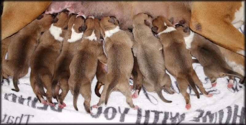 Distinct Origins - American Staffordshire Terrier - Portée née le 21/09/2015