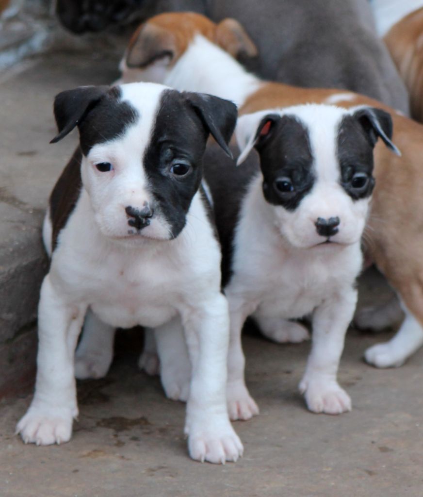 Distinct Origins - Chiot disponible  - American Staffordshire Terrier