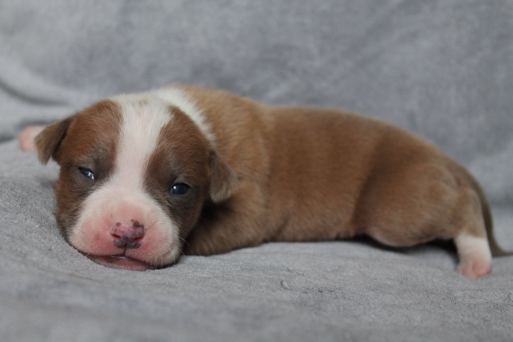 Distinct Origins - Chiot disponible  - American Staffordshire Terrier