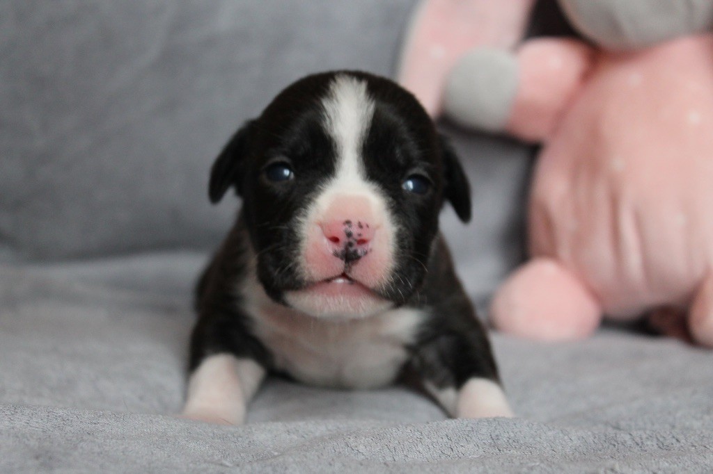 Distinct Origins - Chiot disponible  - American Staffordshire Terrier