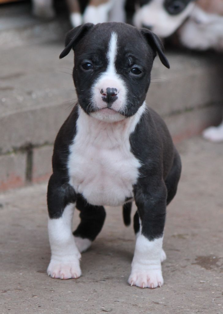 Distinct Origins - Chiot disponible  - American Staffordshire Terrier