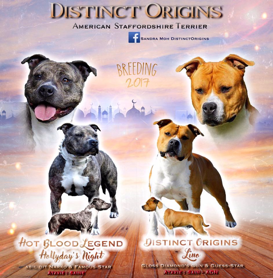 Distinct Origins - American Staffordshire Terrier - Portée née le 12/06/2017