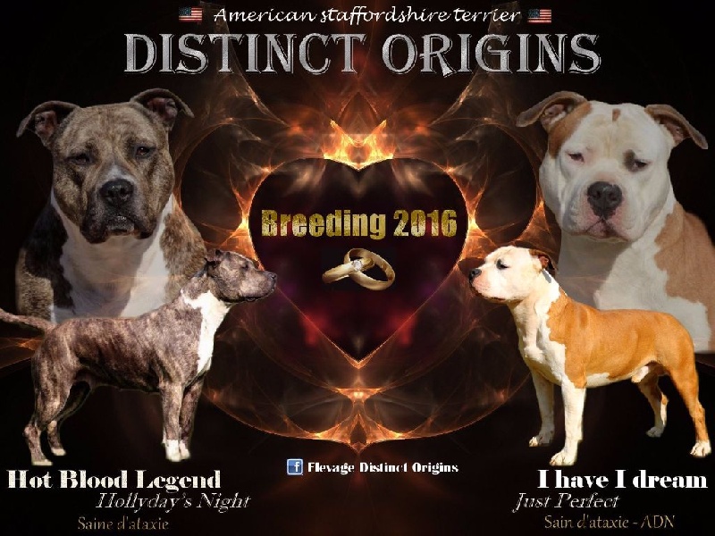 Distinct Origins - American Staffordshire Terrier - Portée née le 01/12/2016