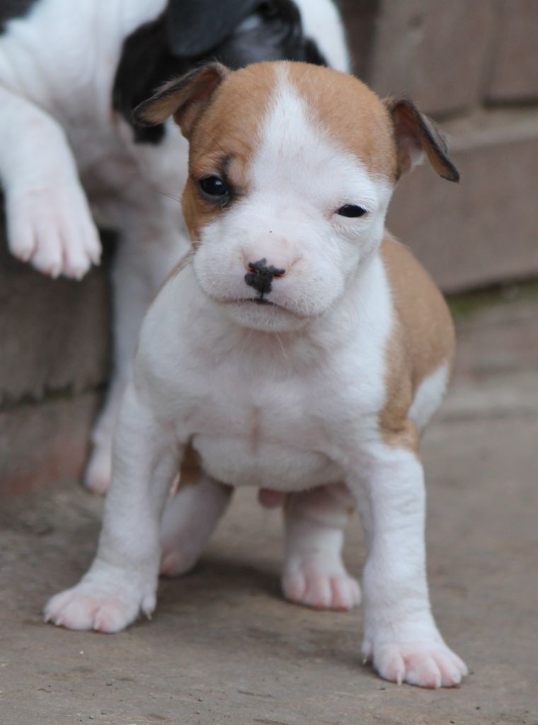 Distinct Origins - Chiot disponible  - American Staffordshire Terrier