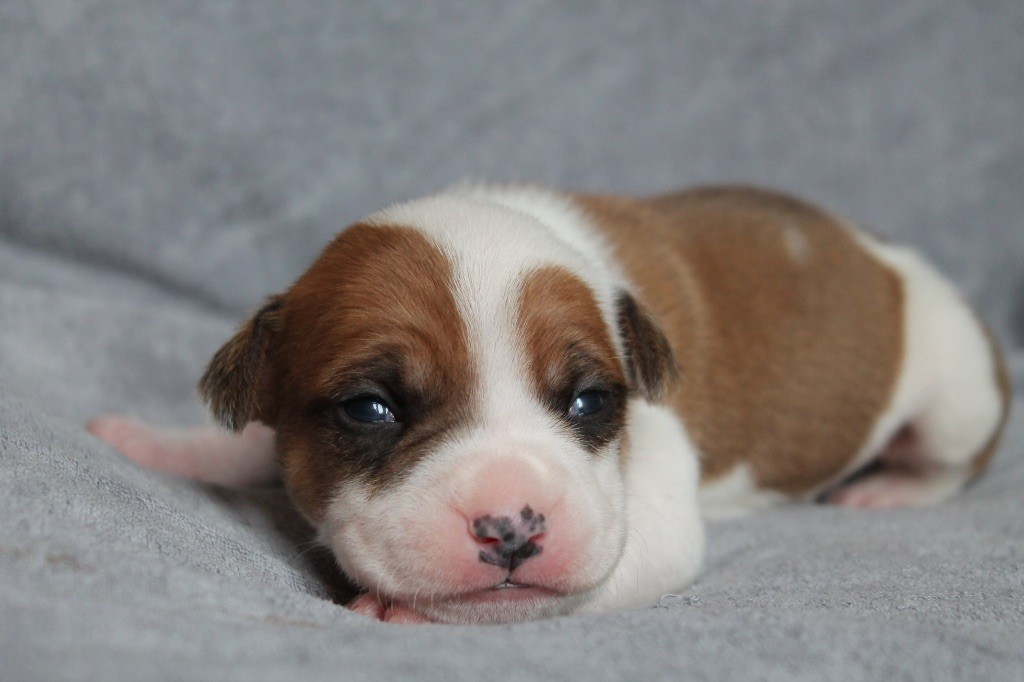 Distinct Origins - Chiot disponible  - American Staffordshire Terrier