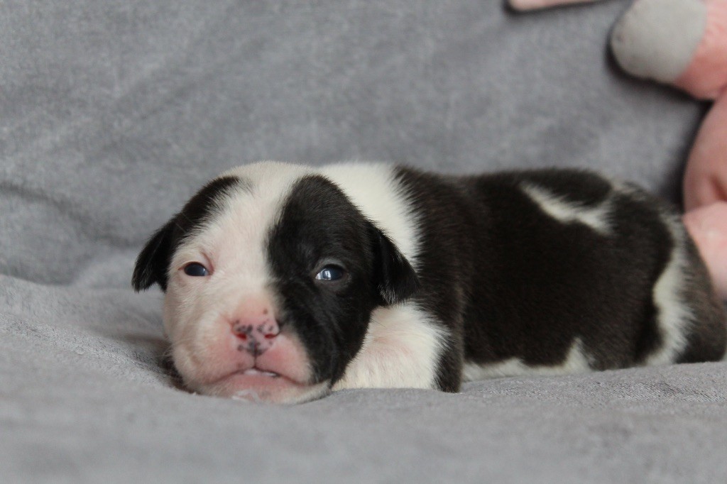 Distinct Origins - Chiot disponible  - American Staffordshire Terrier