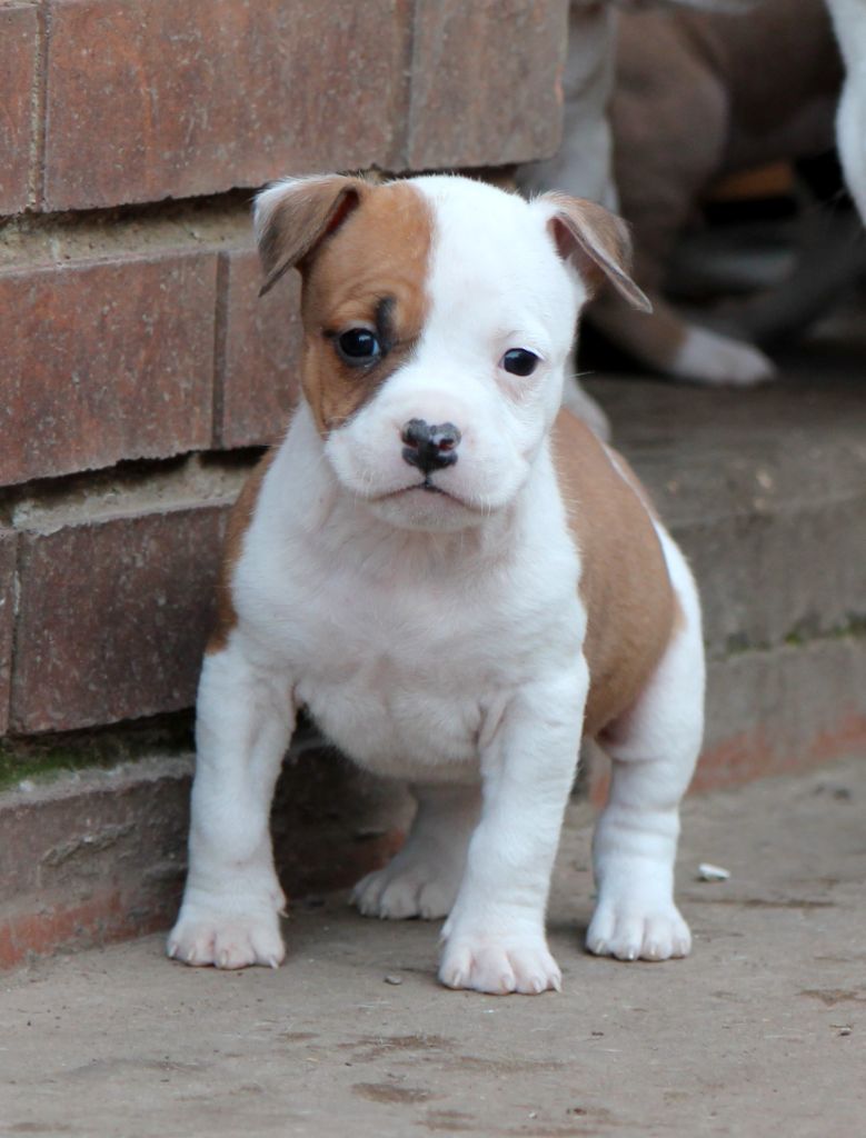 Distinct Origins - Chiot disponible  - American Staffordshire Terrier