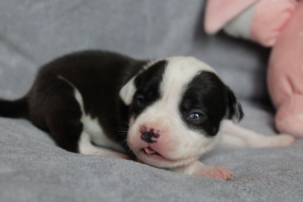 Distinct Origins - Chiot disponible  - American Staffordshire Terrier