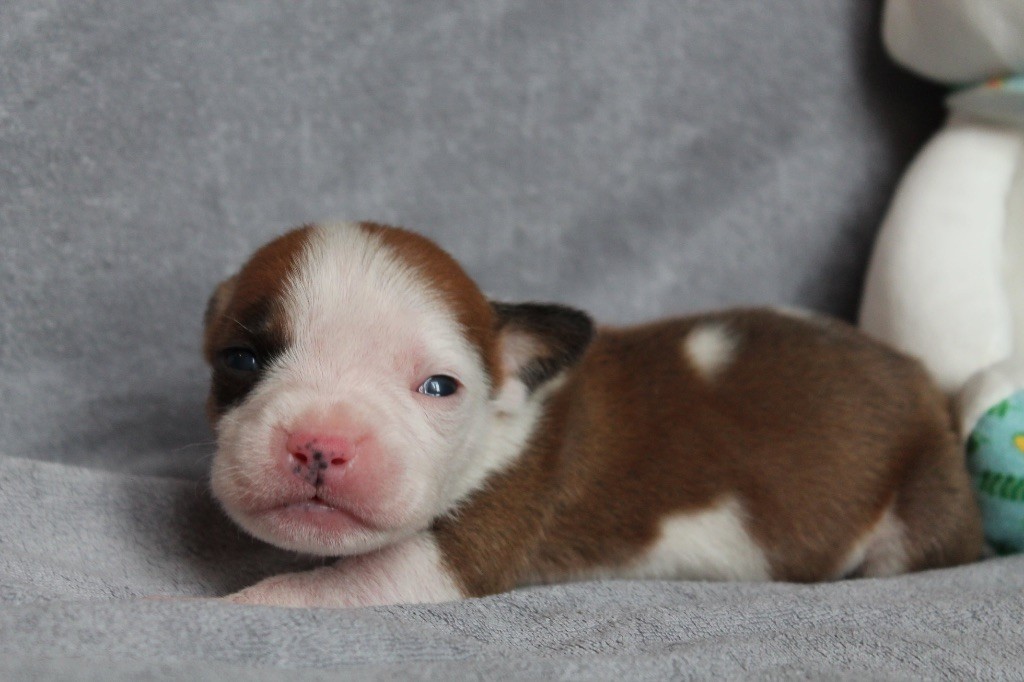 Distinct Origins - Chiot disponible  - American Staffordshire Terrier