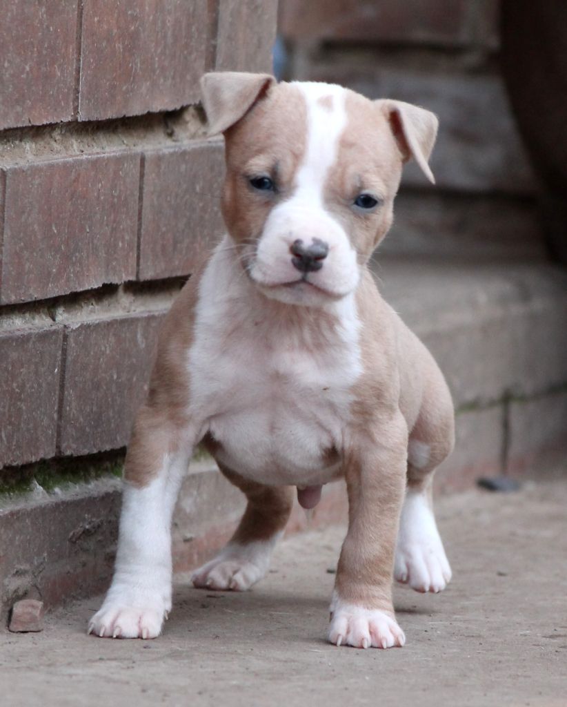 Distinct Origins - Chiot disponible  - American Staffordshire Terrier