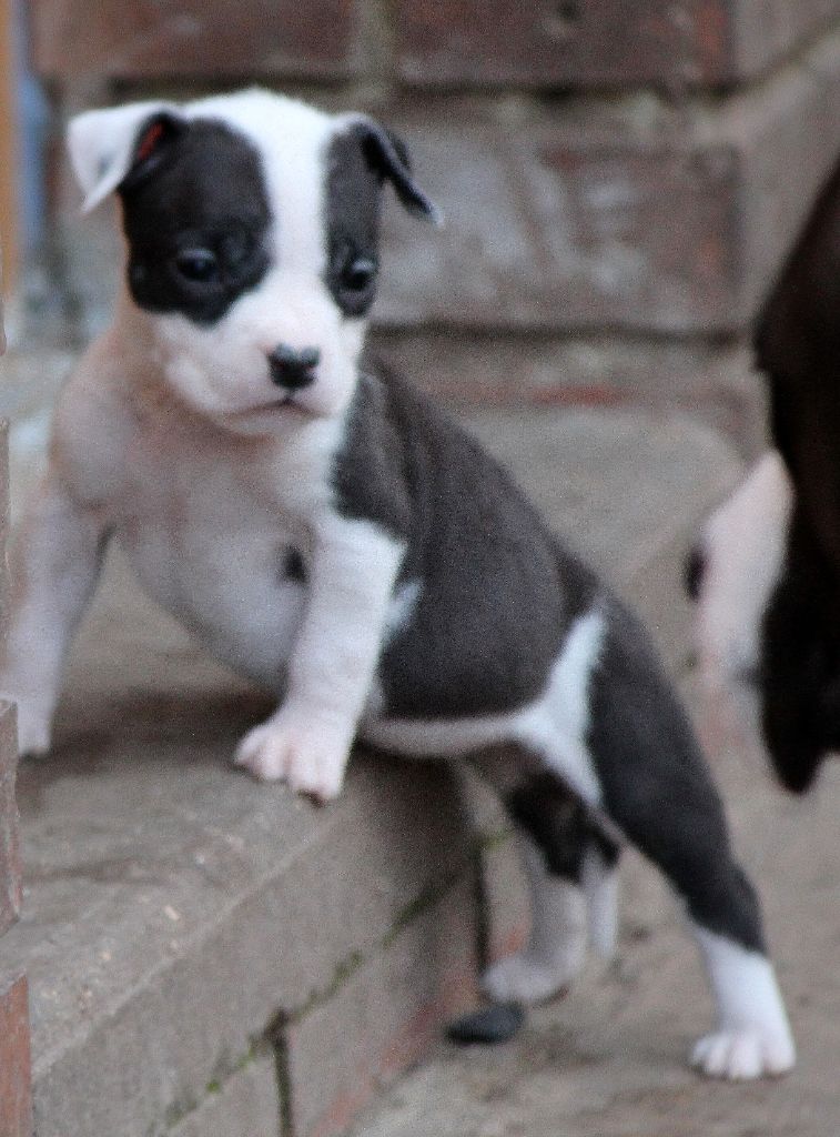 Distinct Origins - Chiot disponible  - American Staffordshire Terrier