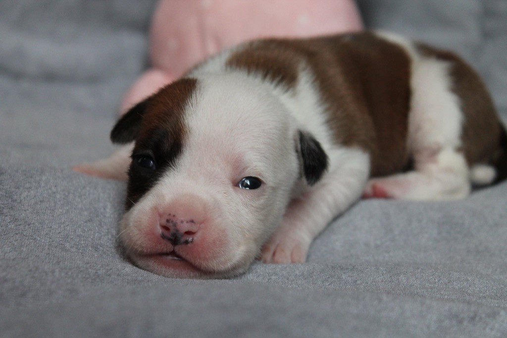 Distinct Origins - Chiot disponible  - American Staffordshire Terrier