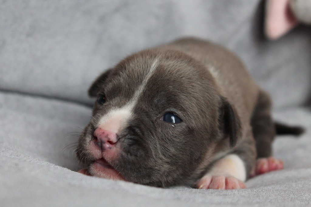 Distinct Origins - Chiot disponible  - American Staffordshire Terrier