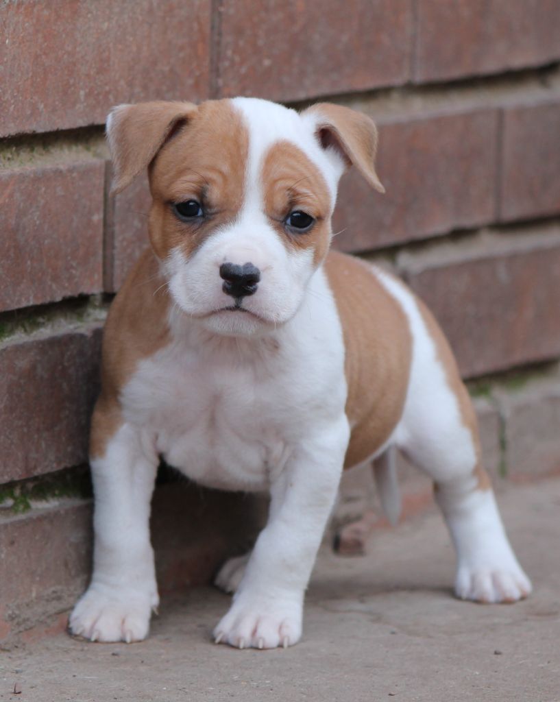 Distinct Origins - Chiot disponible  - American Staffordshire Terrier