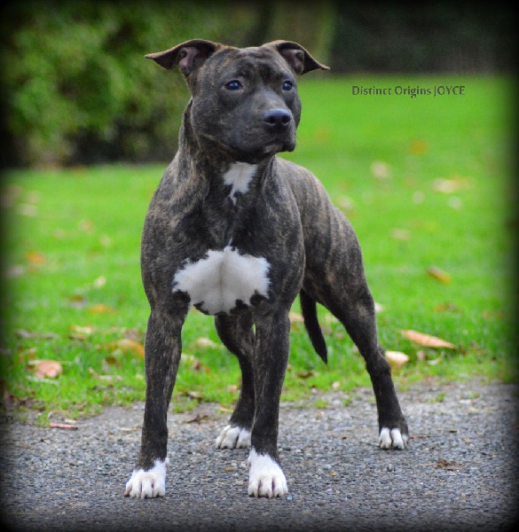 Distinct Origins Joyce