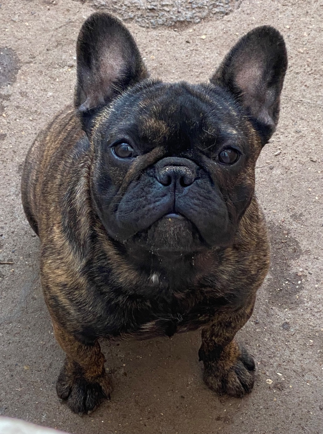 Distinct Origins Angel nova