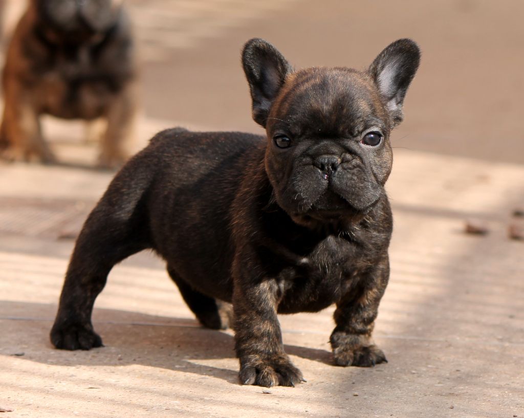 Distinct Origins - Chiots disponibles - Bouledogue français