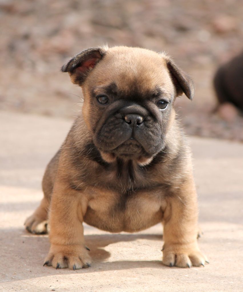 Distinct Origins - Chiots disponibles - Bouledogue français
