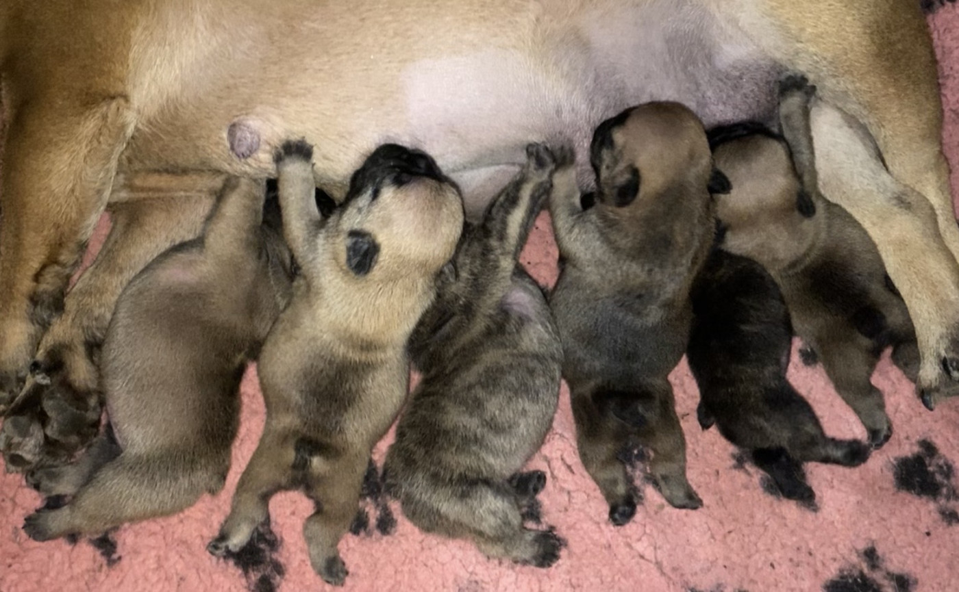 Chiot Bouledogue français Distinct Origins