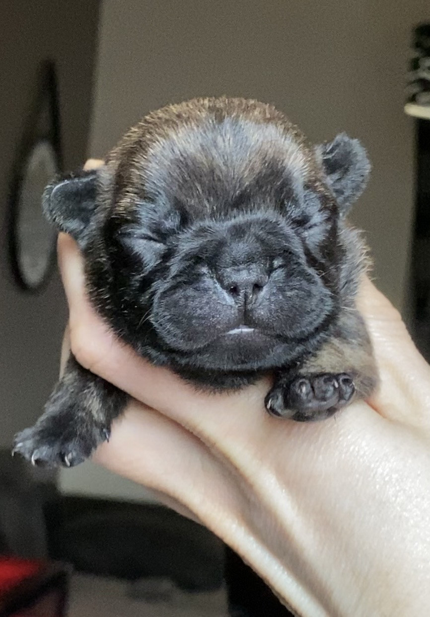 Distinct Origins - Chiots disponibles - Bouledogue français