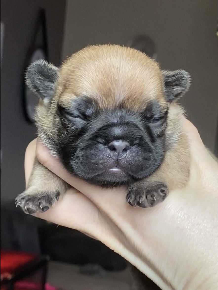 Distinct Origins - Chiots disponibles - Bouledogue français