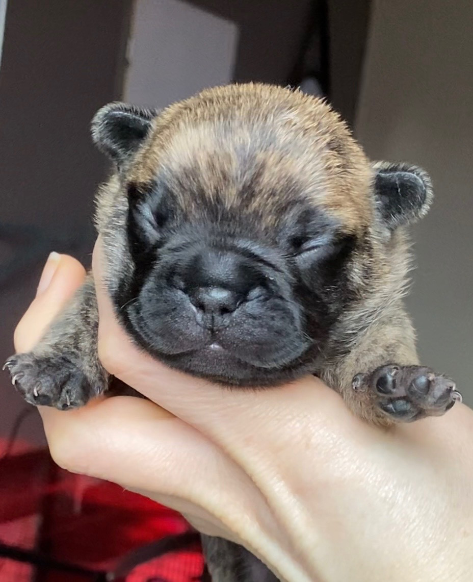 Distinct Origins - Chiots disponibles - Bouledogue français