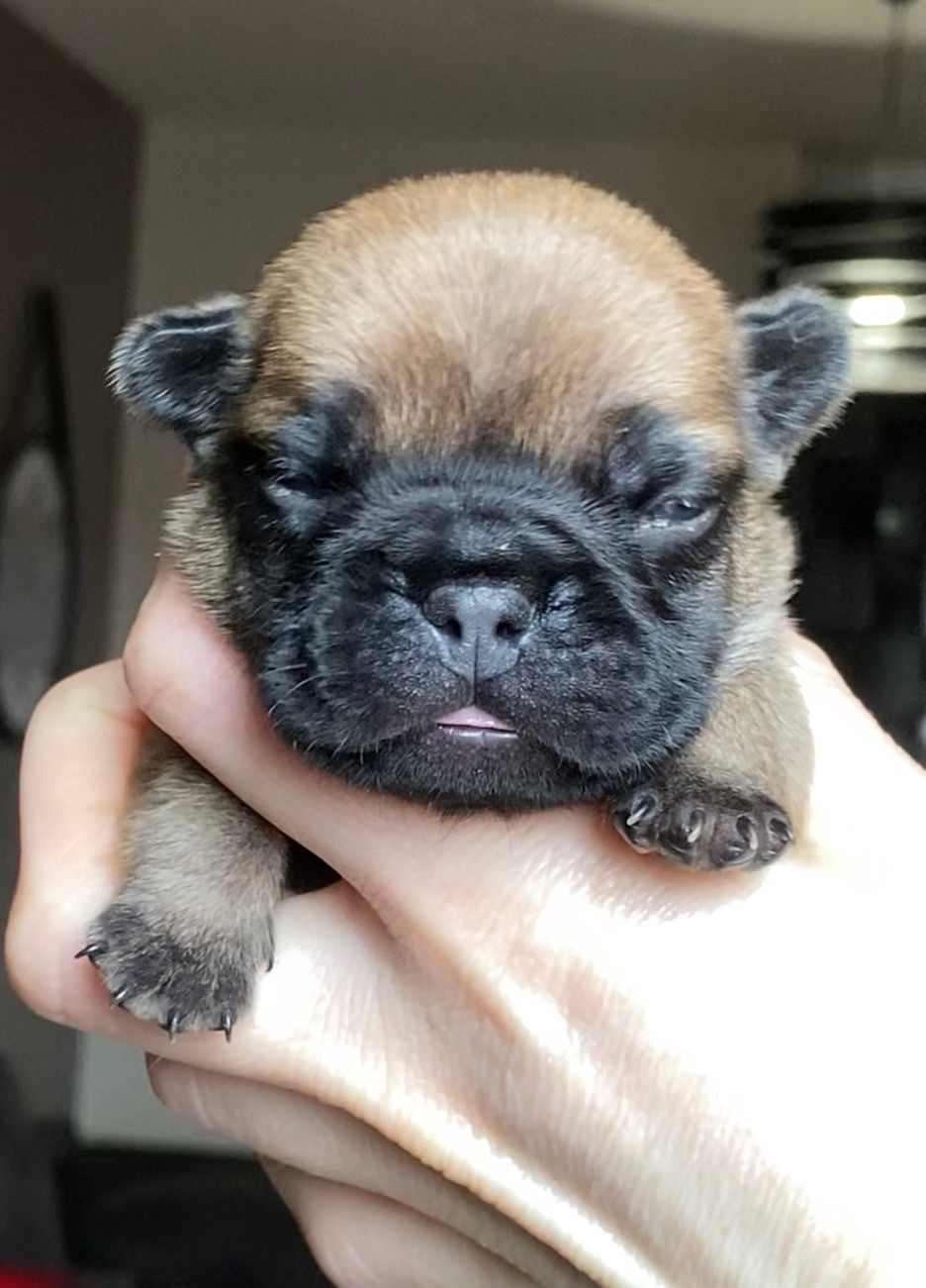 Distinct Origins - Chiots disponibles - Bouledogue français