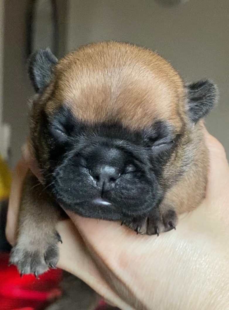 Distinct Origins - Chiots disponibles - Bouledogue français