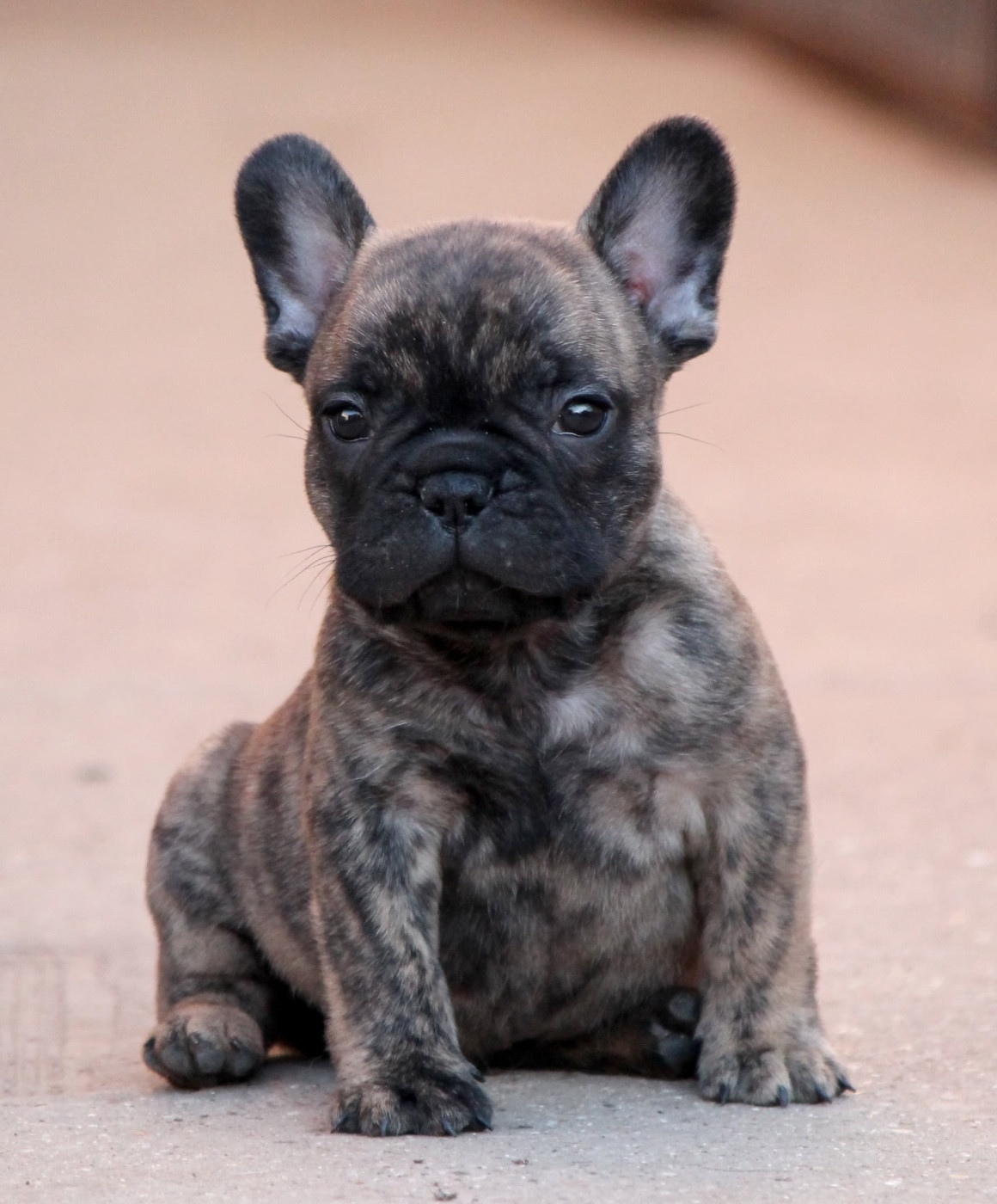 Distinct Origins - Chiots disponibles - Bouledogue français