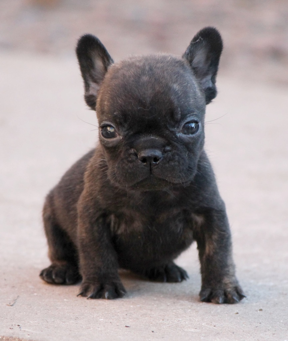 Distinct Origins - Chiots disponibles - Bouledogue français