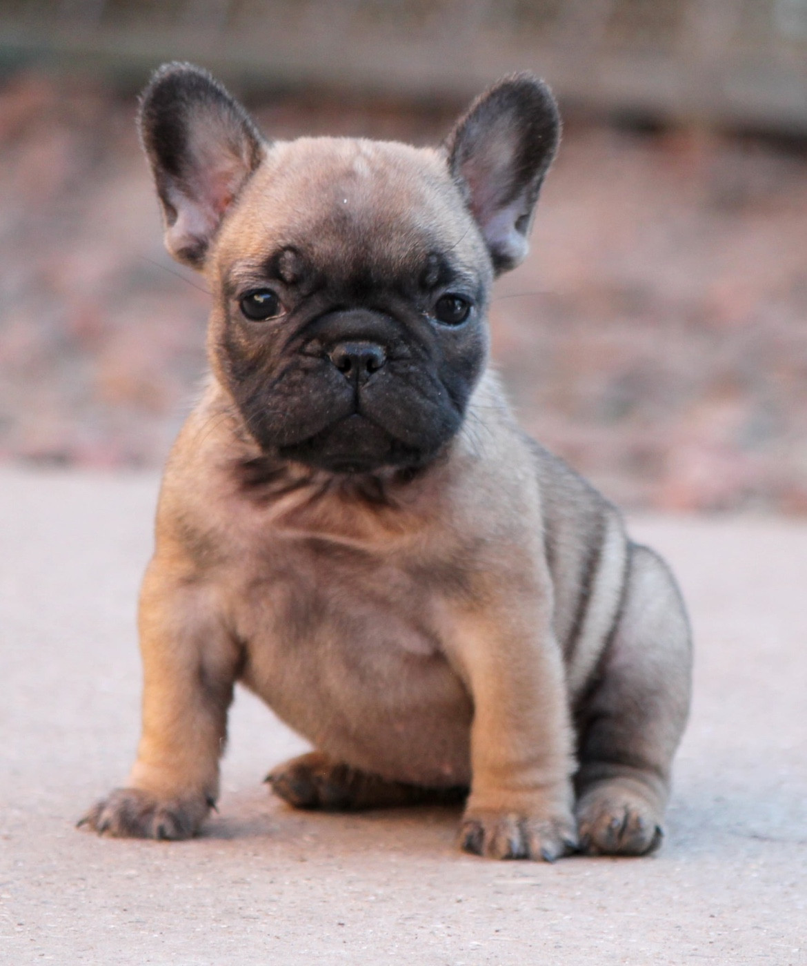 Distinct Origins - Chiots disponibles - Bouledogue français