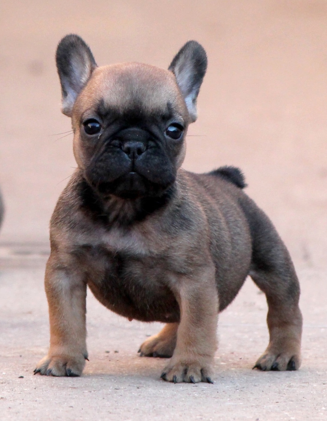 Distinct Origins - Chiots disponibles - Bouledogue français