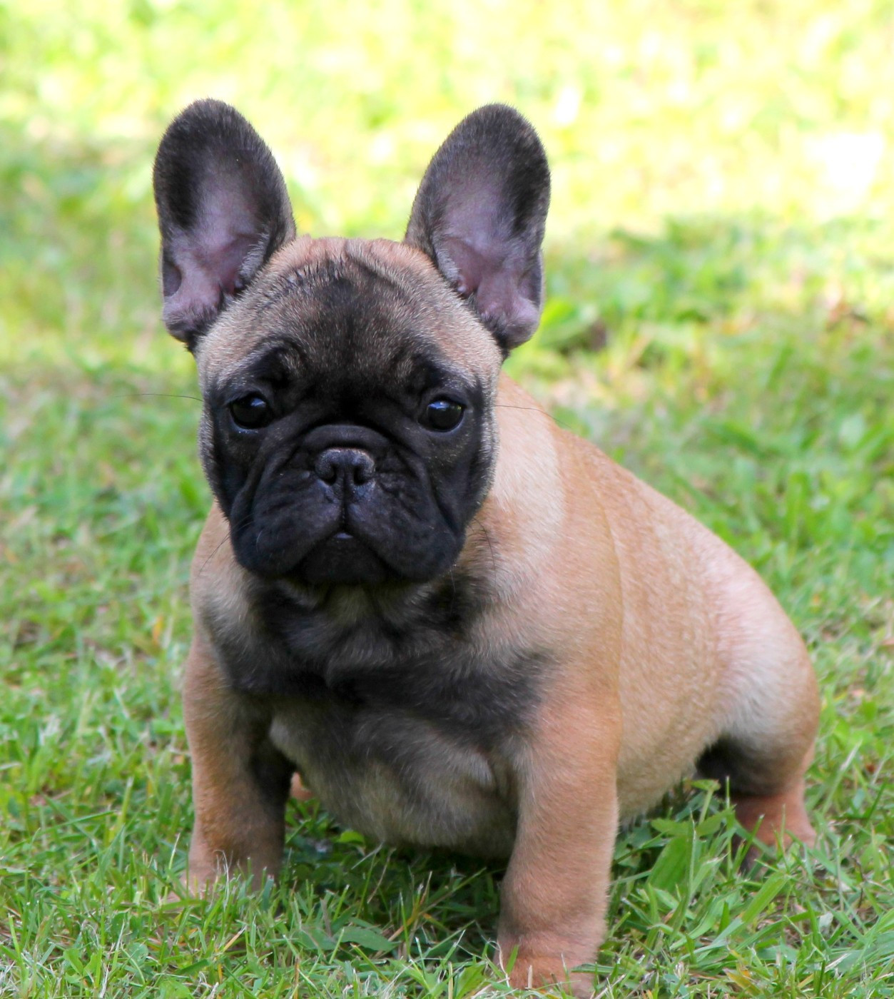 Distinct Origins - Chiots disponibles - Bouledogue français