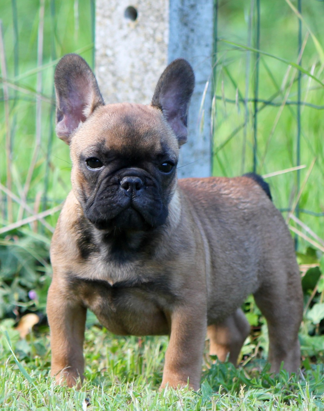Distinct Origins - Chiots disponibles - Bouledogue français