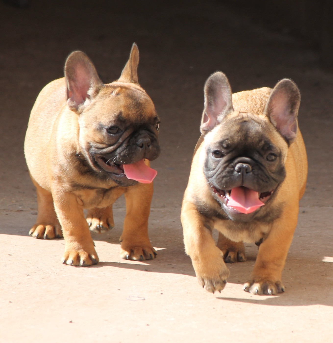 Chiot Bouledogue français Distinct Origins