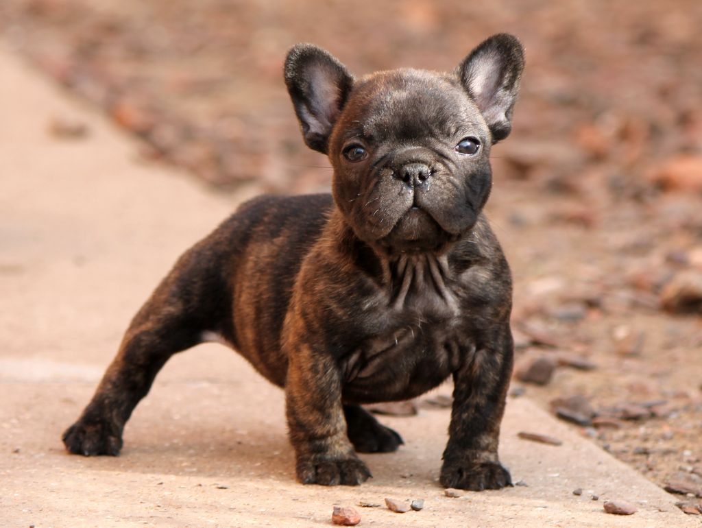 Distinct Origins - Chiots disponibles - Bouledogue français