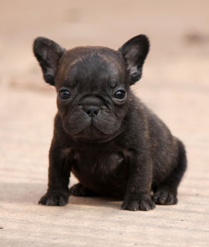 Distinct Origins - Chiots disponibles - Bouledogue français